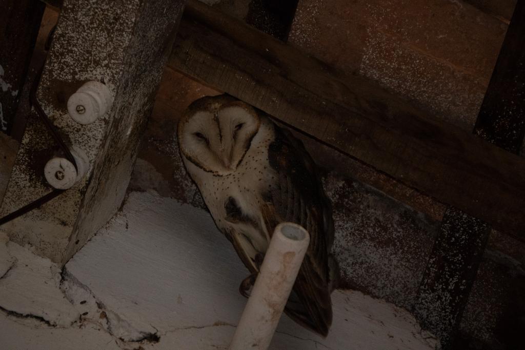 A Barn Owl with its distinctive heart-shaped facial disc roosting in the dark rafters of an old farm building, illuminated softly against the shadows.