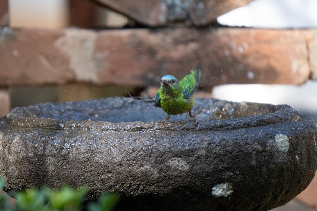 A female Blue Dacnis with green plumage and a blue cap splashing in a stone birdbath, water droplets visible around it.