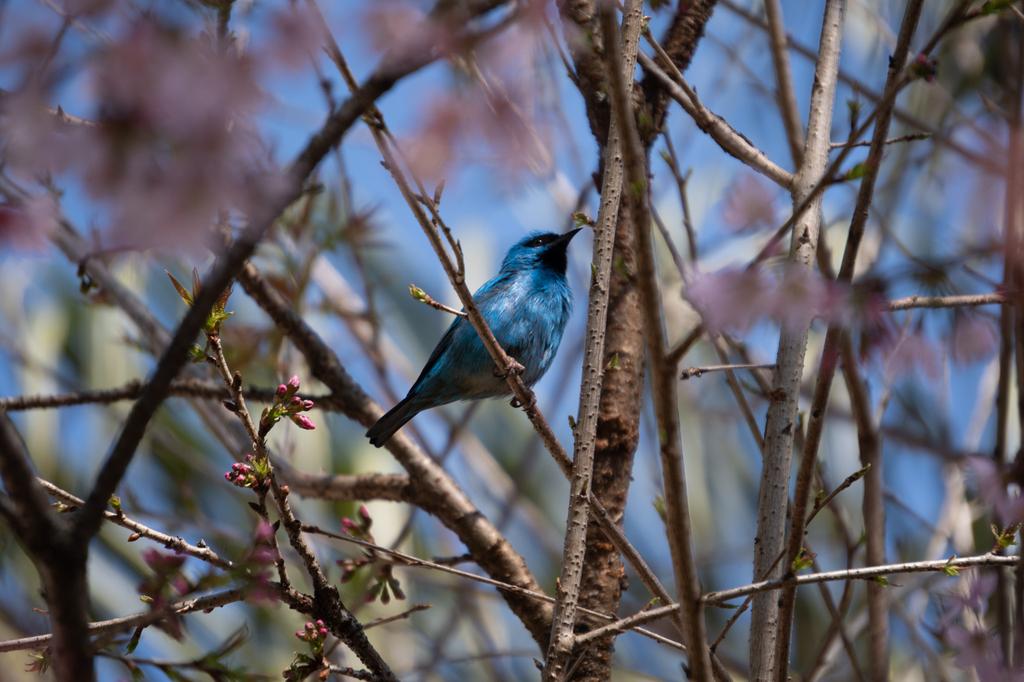 A male Blue Dacnis with vivid turquoise-blue plumage perched among bare branches dotted with small pink flower buds against a blue sky.