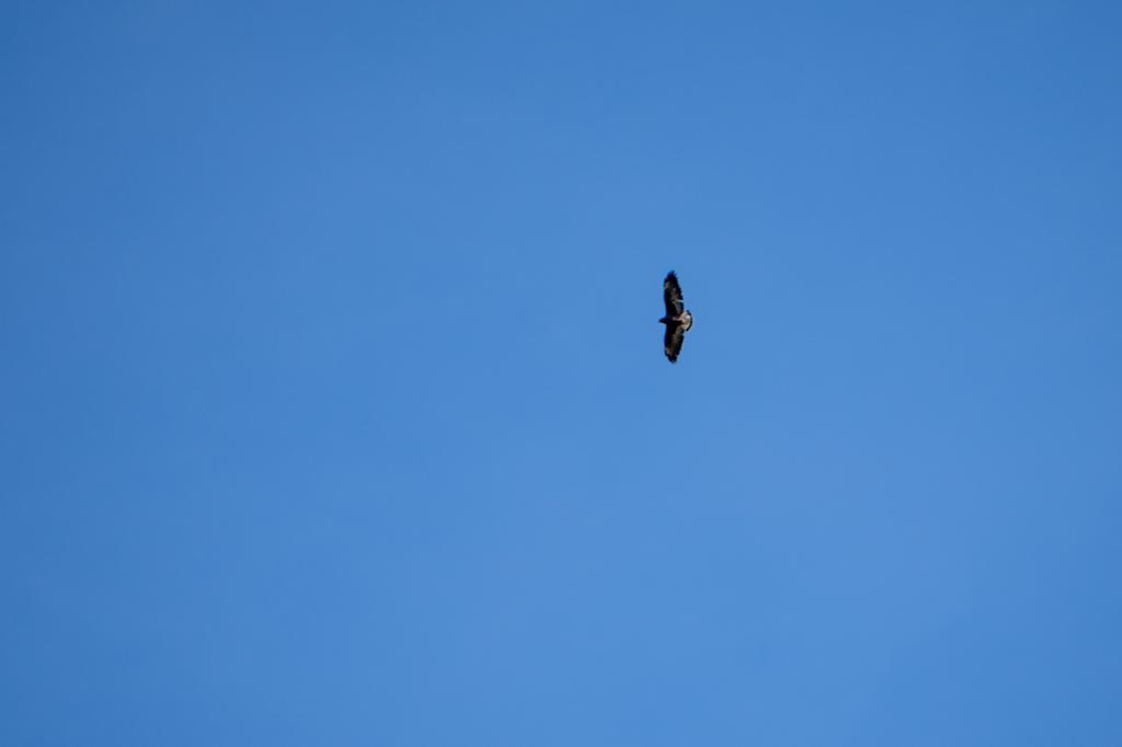 Silhouette of a raptor soaring high against a clear blue sky over Pousada da Fazenda.