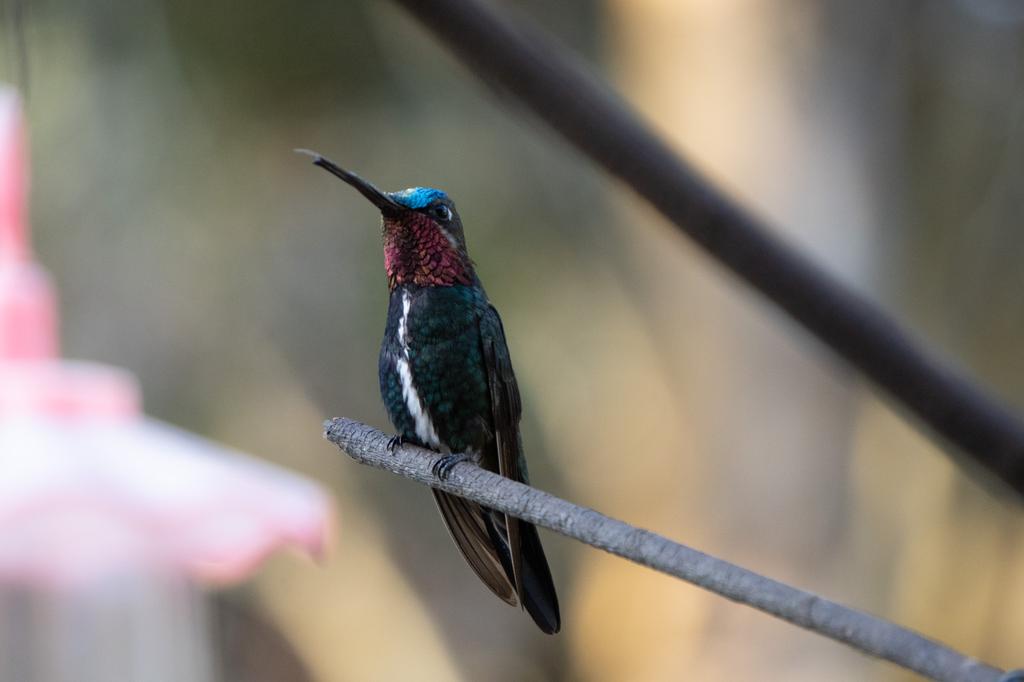 A close-up of the Stripe-breasted Starthroat perched on a branch