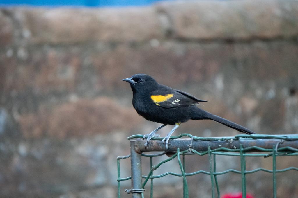 A Variable Oriole standing on a green wire fence, distinguished by its black feathers and bright yellow markings on its wings