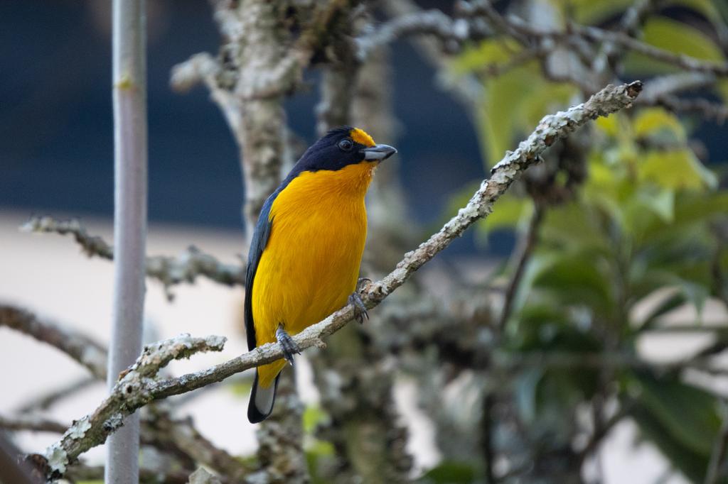 A Violaceous Euphonia bird with brilliant blue and yellow plumage perched on a tree branch covered in gray lichens
