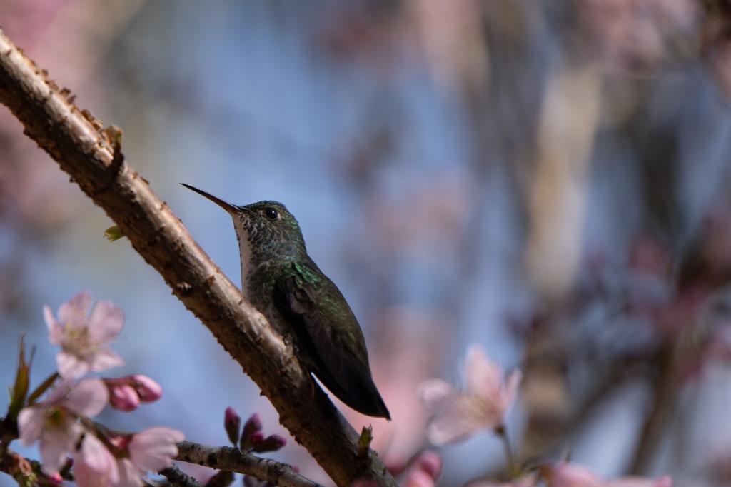 A Violet-capped Woodnymph hummingbird with dark iridescent plumage perched on a branch surrounded by soft pink cherry blossoms.