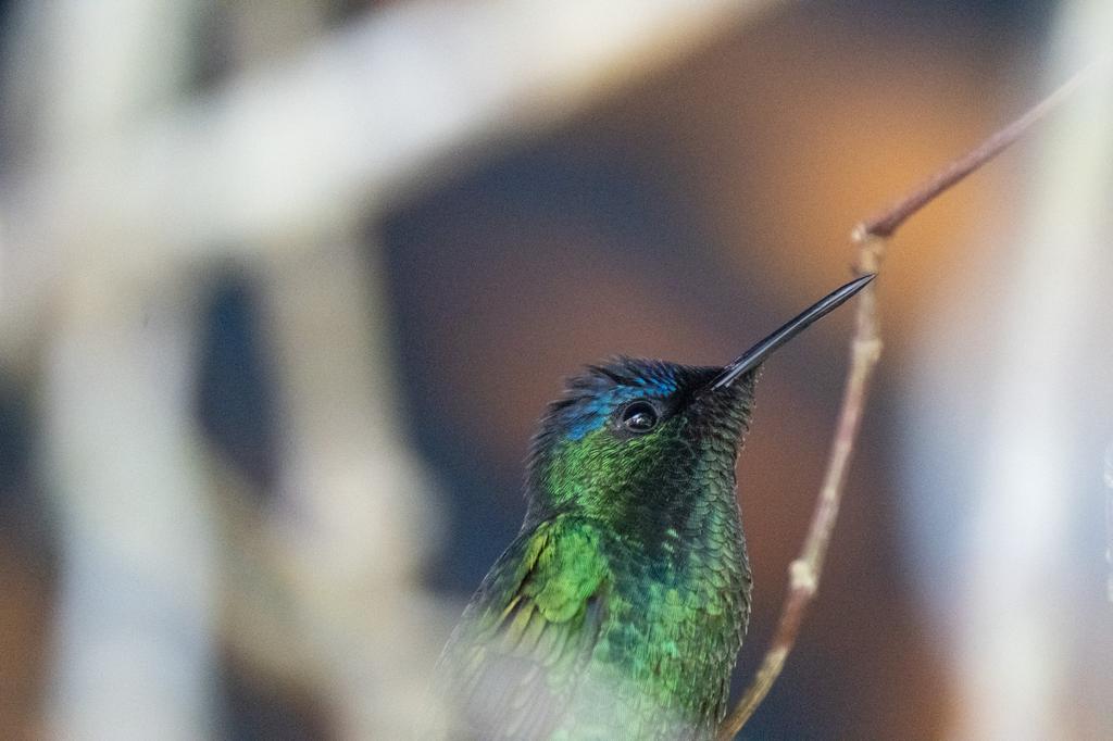 Close-up portrait of a Violet-capped Woodnymph hummingbird showing its vivid blue crown and bright green plumage against a warm blurred background.