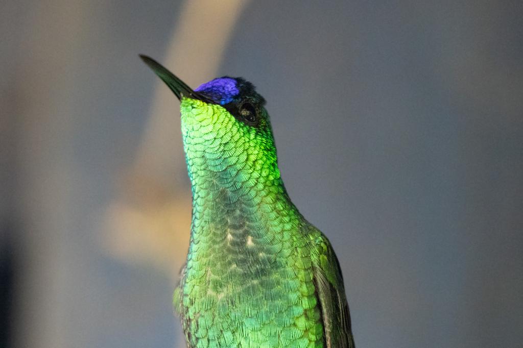 Close-up of a Violet-capped Woodnymph