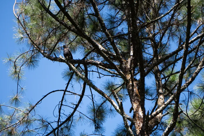 Black Hawk-eagle and new friends