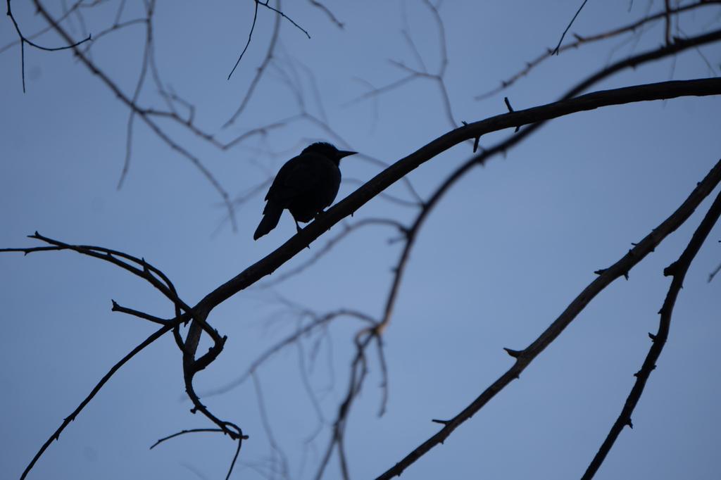 Austral blackbird (Curaeus curaeus) silhouetted on a bare branch against twilight blue sky