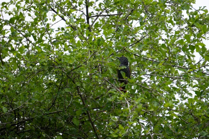 A parrot half-hidden among the bright green leaves of a fruiting tree canopy.