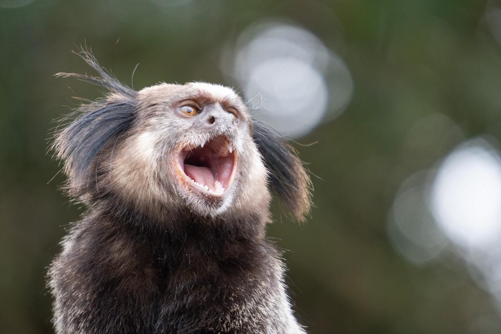 Marmoset monkey screaming with mouth wide open, displaying sharp teeth and animated expression, with distinctive black and white facial fur and ear tufts