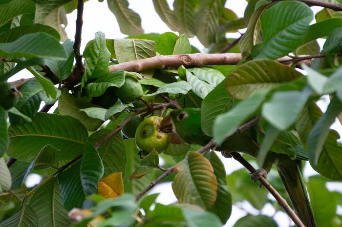 A White-eyed Parakeet with bright green plumage and white eye-ring biting into a ripe guava fruit.