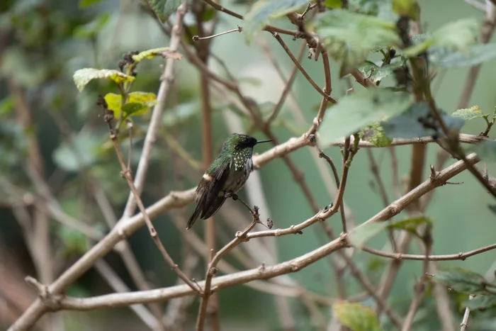 Festive Coquette hummingbird with vivid green glittery plumage perched among bare twigs and emerging leaves.