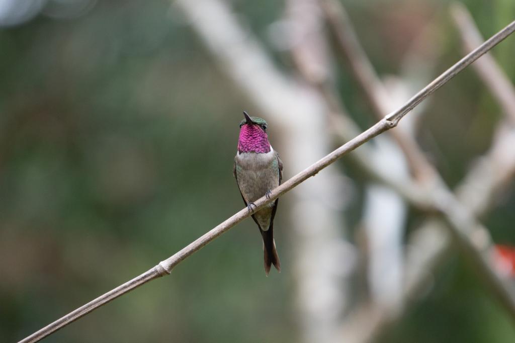 An Amethyst Woodstar hummingbird with vibrant pink throat feathers sitting on a thin branch, with a softly blurred green background.