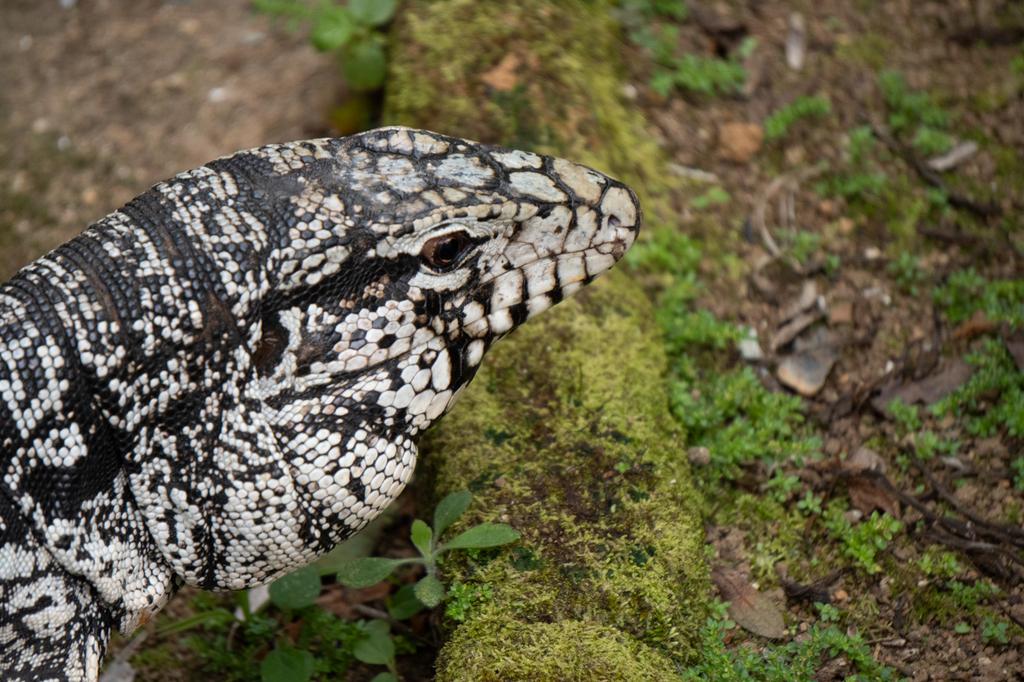Close-up of an Argentine Black and White Tegu lizard with striking black and white patterned scales, resting on mossy ground.