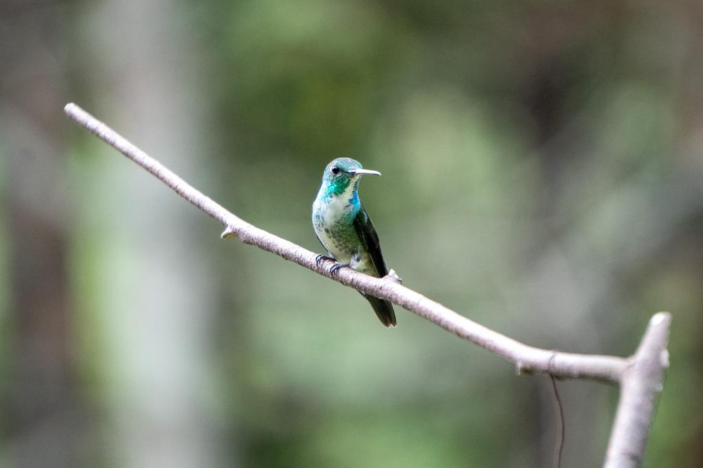 A Glittering-bellied Emerald hummingbird with vivid green plumage and a blue-green throat perched on a bare diagonal branch against a soft green background.