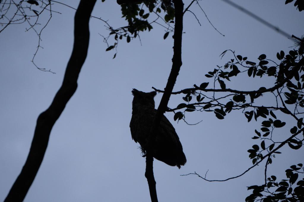 Silhouette of a Great Horned Owl perched on a branch against a twilight sky, surrounded by the dark outlines of leaves and branches.