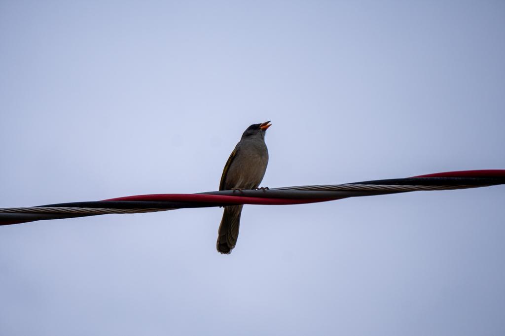 A Great Pampa-Finch perched on an electric wire with its beak open as if singing, against a pale blue sky.