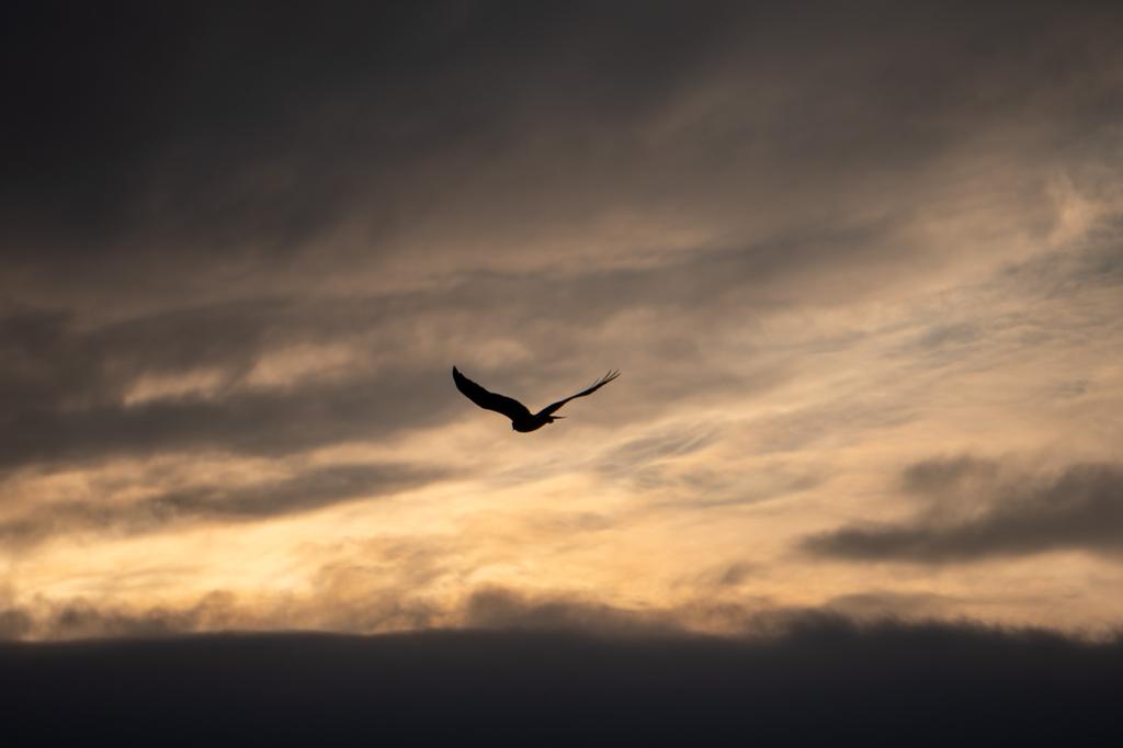Silhouette of a large raptor soaring against a dramatic sunset sky with golden light breaking through dark clouds.