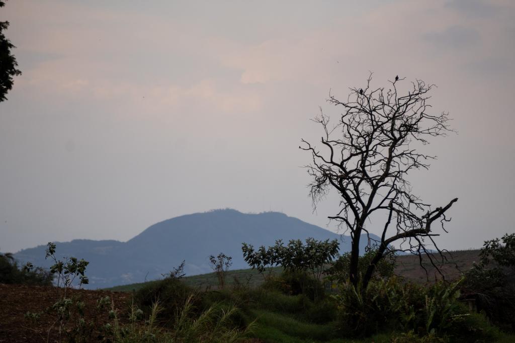 A bare tree silhouetted against the dusky sky with a forested mountain in the background, capturing the serene landscape of Monte Alegre do Sul at twilight.