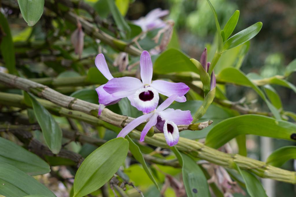 Two delicate purple and white orchid blooms growing on a woody stem among green leaves at Pousada da Fazenda.
