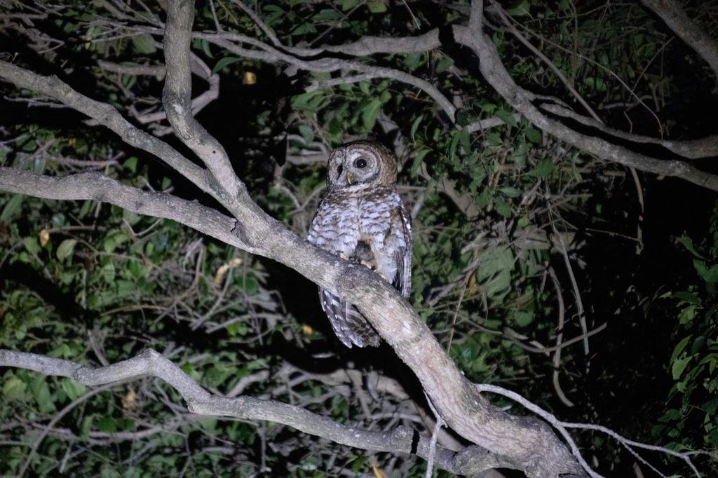 A Rusty-barred Owl is perched on a bare branch at night, with dark foliage in the background. The owl's distinctive barred feathers and round, penetrating eyes are illuminated by a flash, showcasing its natural camouflage and alert posture.