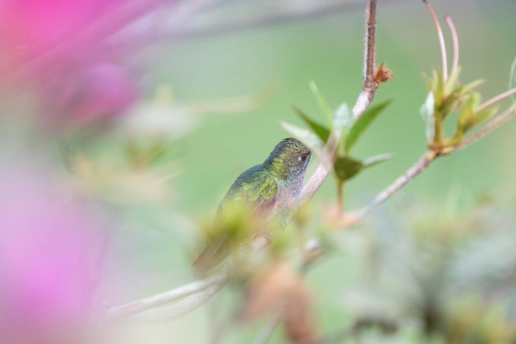 A Sapphire-spangled Emerald hummingbird perched on a branch, partially hidden among leaves with pink flowers softly blurred in the background.