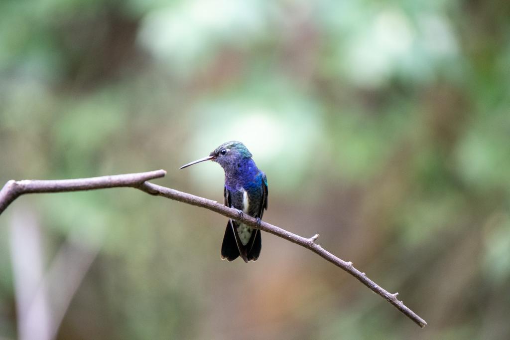 A Sapphire-spangled Emerald hummingbird, with shimmering blue and green plumage, perches on a bare branch against a blurred green background.