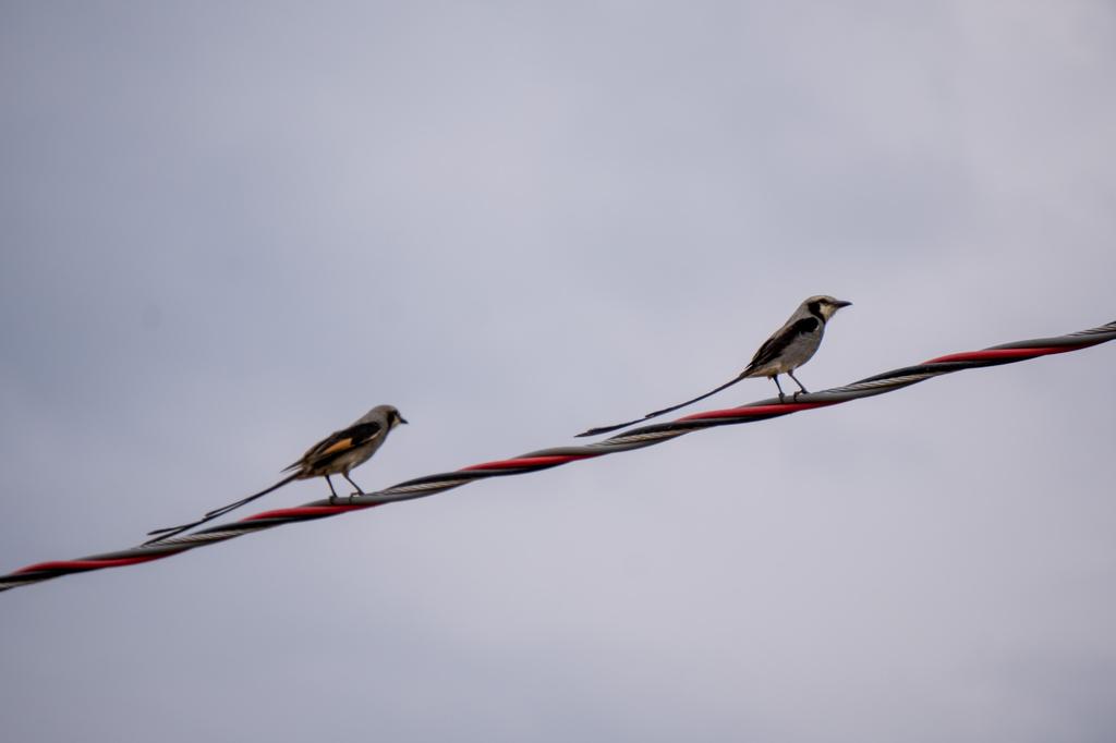 Two Streamer-tailed Tyrants, known for their elongated tail feathers, are perched side by side on a red and black electric wire against a soft blue sky.