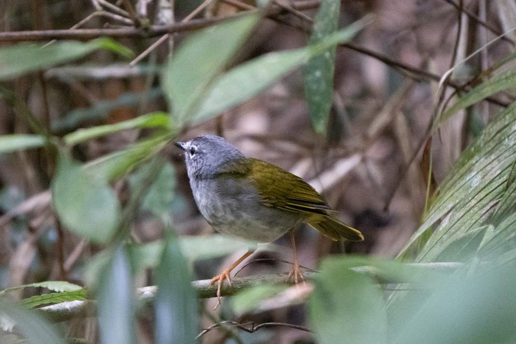 A White-browed Warbler with a grey head and olive-green body perched on a branch in the forest undergrowth, partially obscured by leaves.