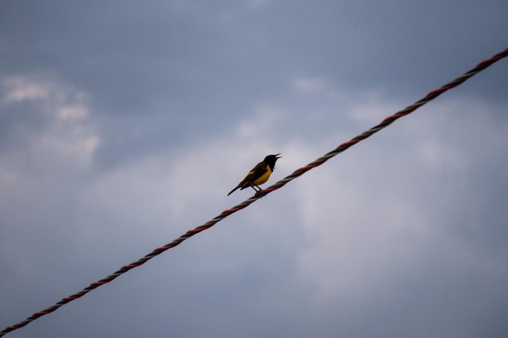 A Yellow-rumped Marshbird with striking black and yellow plumage perched on a wire with its beak open, against a dramatic cloudy sky.