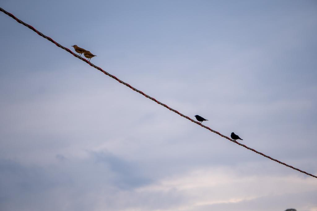 Four birds perched on a diagonal wire at dusk, including two brownish females and two darker birds against a pale blue sky with soft clouds.