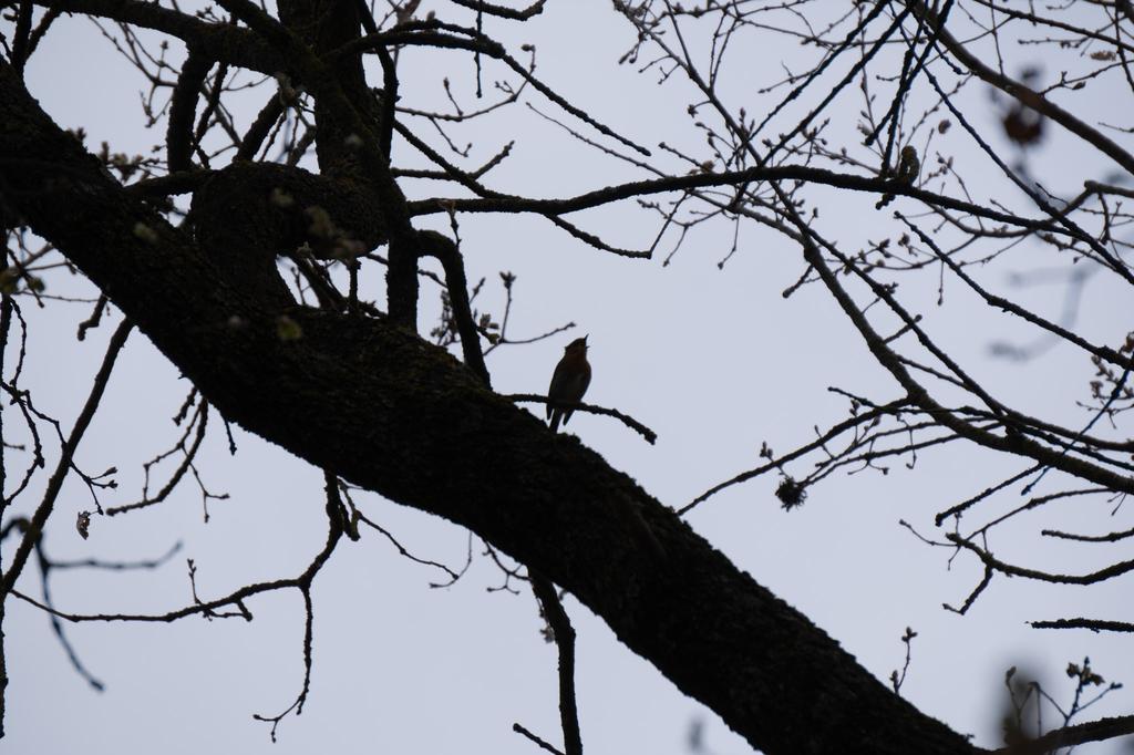 A small bird silhouetted against a pale sky, perched on a large dark tree branch at dusk, with the tree trunk and bare branches creating a dramatic composition.