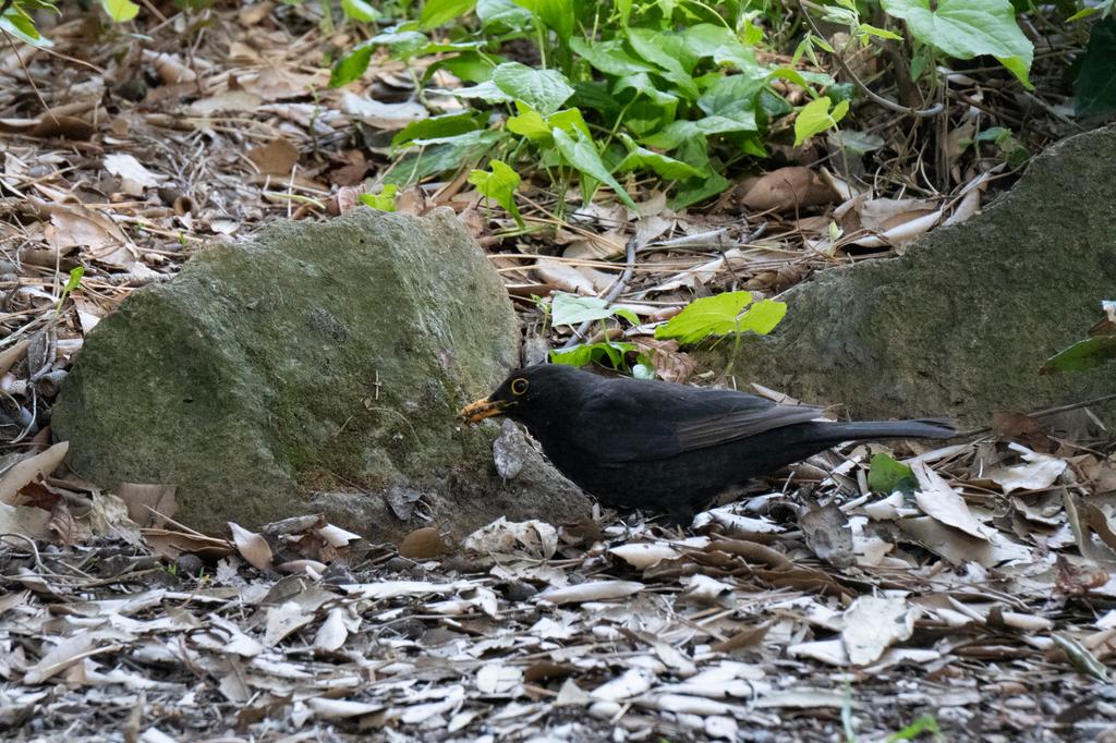 A blackbird with a yellow beak foraging on the ground between mossy rocks and dry fallen leaves, with green plants in the background.
