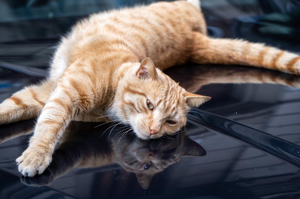 An orange tabby cat lying flat on a shiny black car hood, looking at its own reflection on the surface.