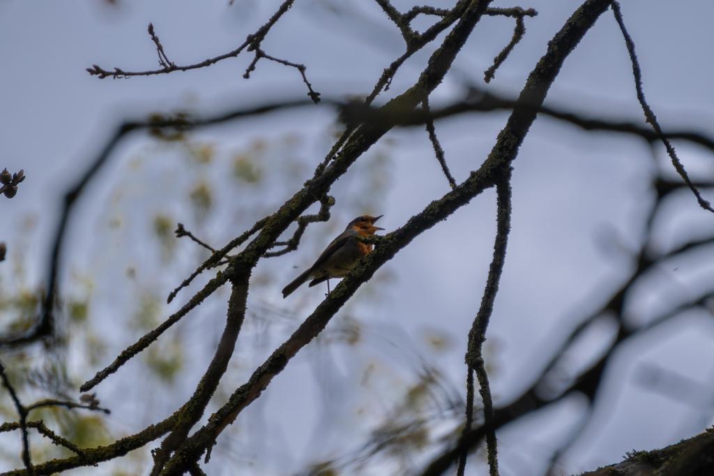 A European Robin with its distinctive orange-red breast perched on a bare branch with its beak open, singing among bare twigs against a pale sky.