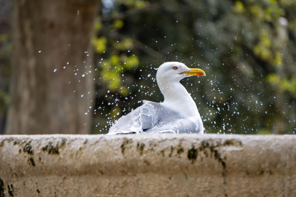 A white seagull splashing water while bathing on the edge of a stone fountain, with trees in the background.
