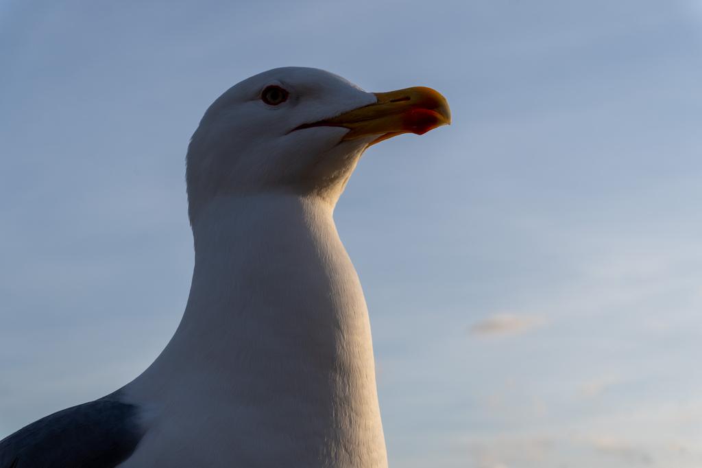 A close-up portrait of a seagull's head and neck against a blue sky at golden hour, with warm light highlighting its white feathers and yellow beak.