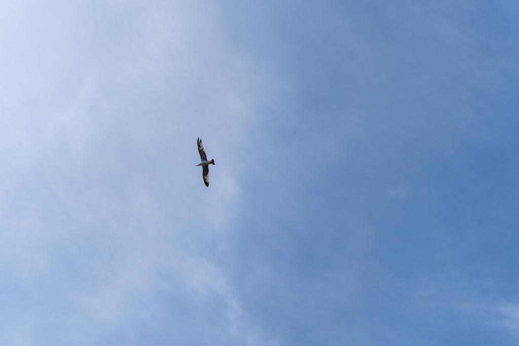 A seagull soaring with wings spread wide against a pale blue cloudy sky, seen from below.