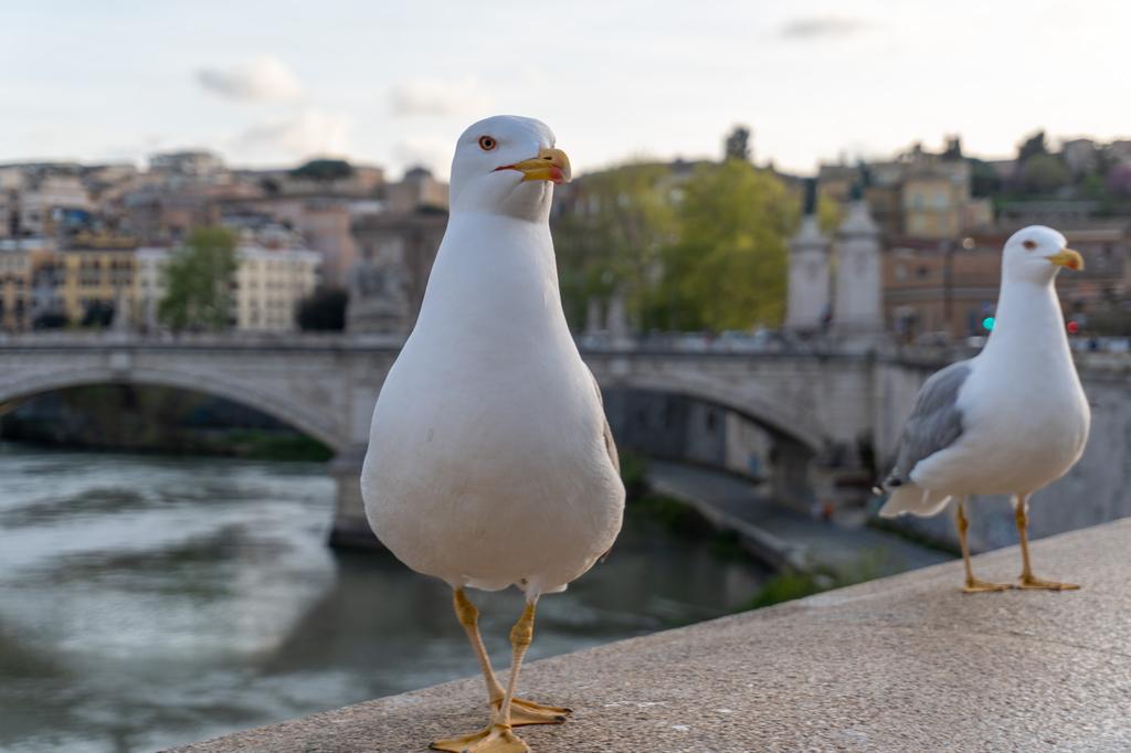 Two seagulls standing on a stone wall in Rome, with a historic bridge and the Tiber River visible in the soft background.