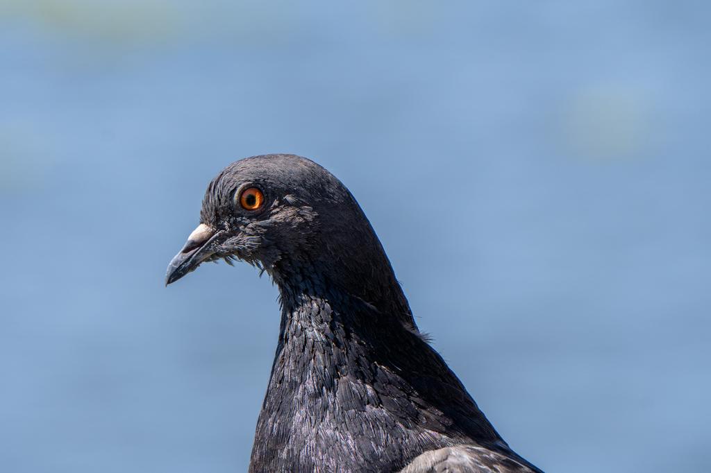 Close-up portrait of a nearly all-black pigeon with a vivid orange-red eye, against a soft blue blurred background.
