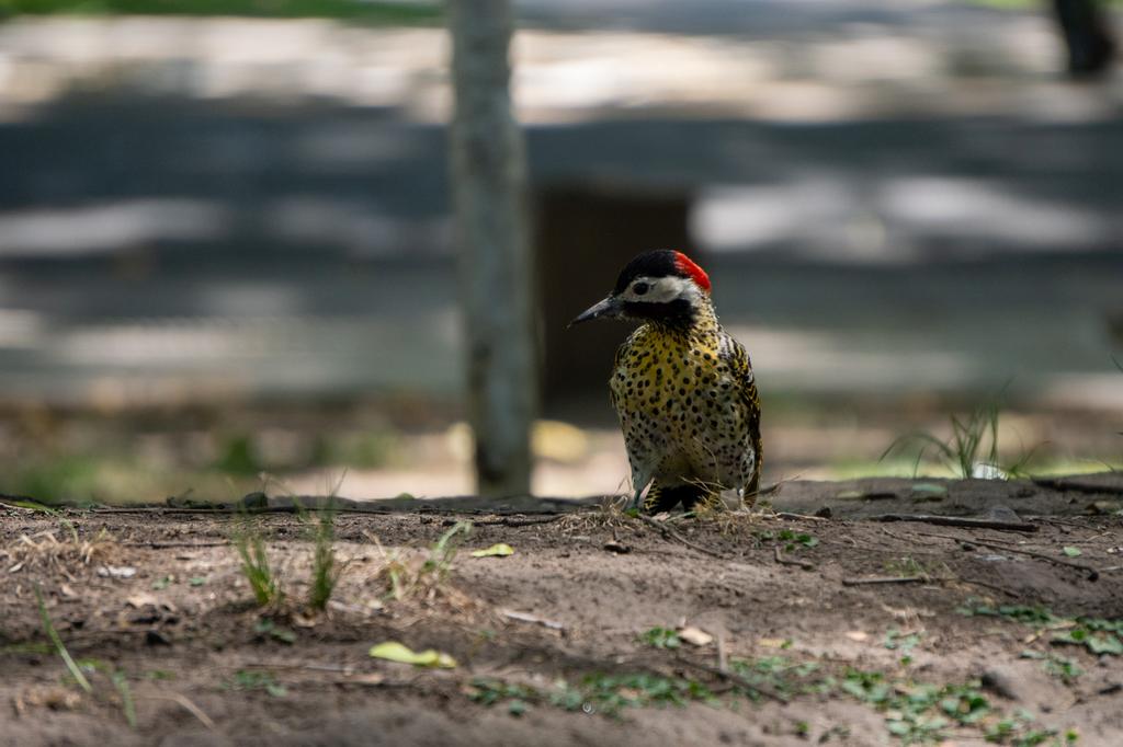 A Green-barred Woodpecker with bright yellow-green and black barred plumage and a red cap foraging on bare soil in a park, with a fence post blurred in the background.