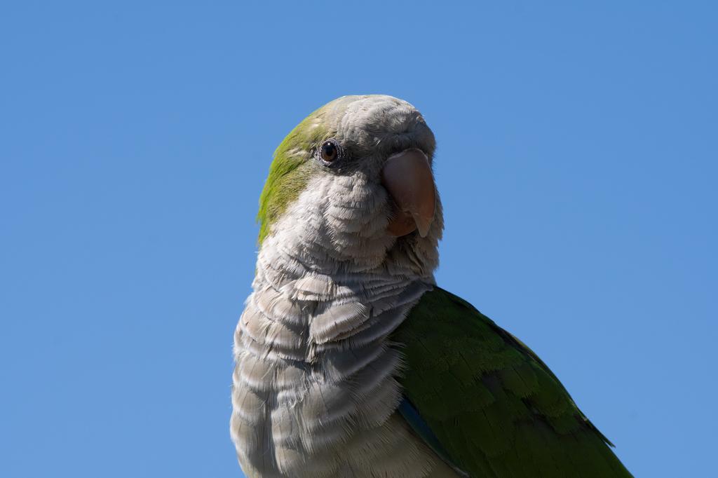 A close-up portrait of a Monk Parakeet with a gray-white face, green crown and wings, against a clear blue sky.
