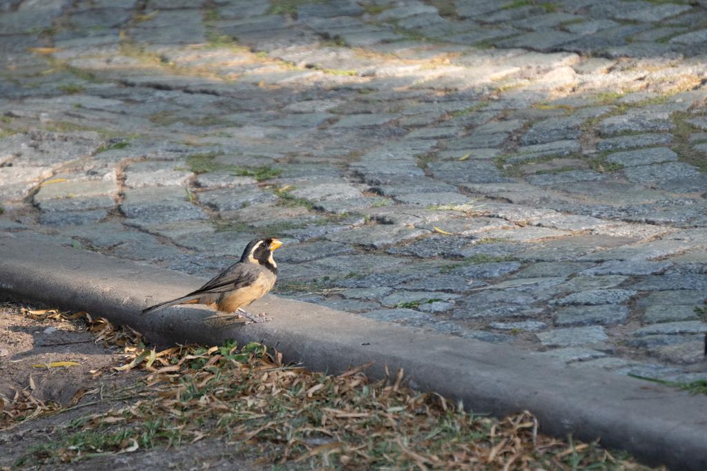 A Golden-billed Saltator with an orange-yellow beak and streaked plumage perched on the edge of a curb beside a cobblestone street in warm late-afternoon light.