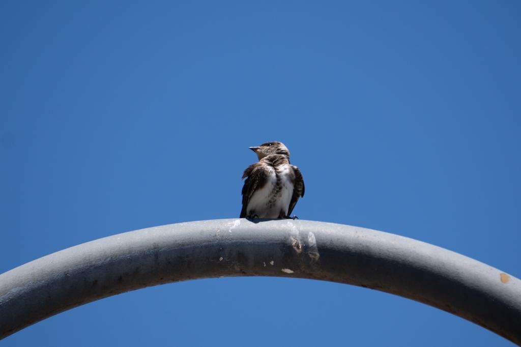 A small White-rumped Swallow with dark upperparts and white underparts perched on the top of a curved iron arch against a clear blue sky.