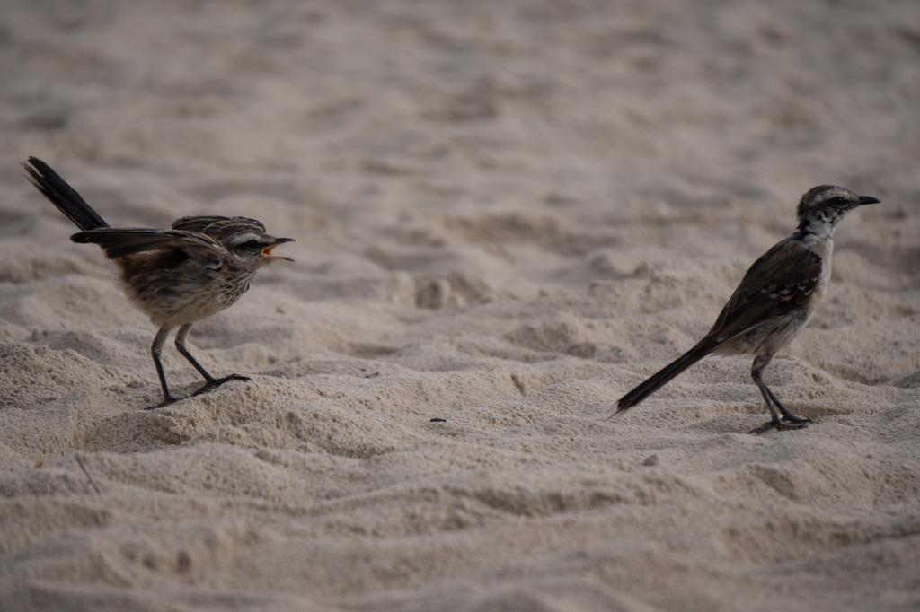 Two chalk-browed mockingbirds foraging on sandy beach, one with beak open appearing to vocalize