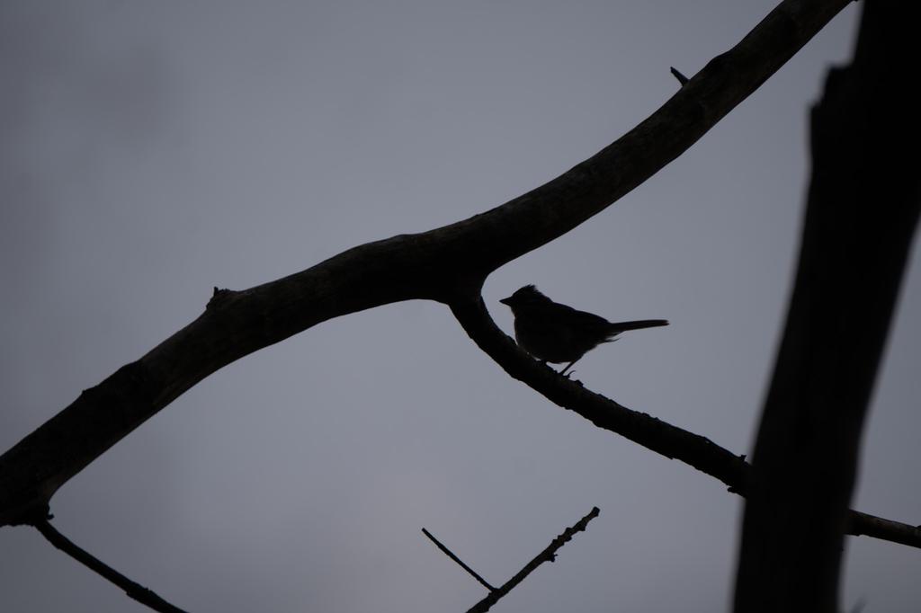 Rufous-collared sparrow silhouetted on a branch against overcast gray sky