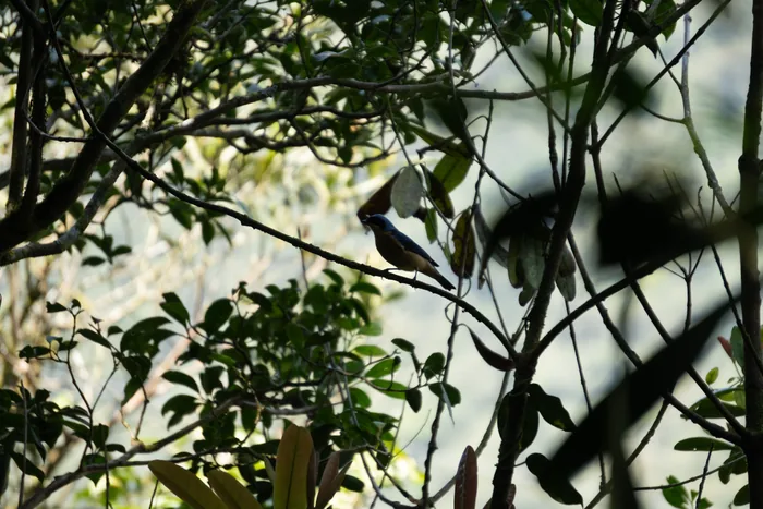 A Magpie Tanager with black and white plumage perched among tangled branches in the dense forest understorey.