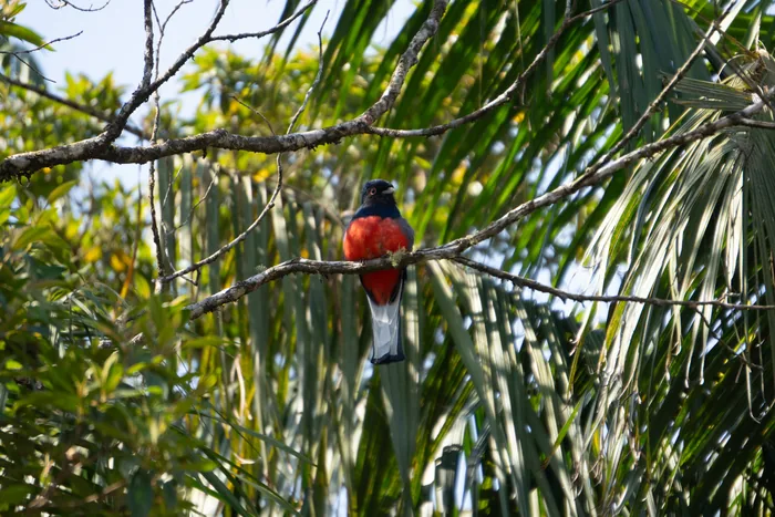Paranapiacaba Biological Reserve