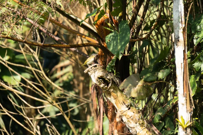 A small Yellow-olive Flycatcher perched on a slender palm trunk, surrounded by the tangled vegetation of the Atlantic Forest.