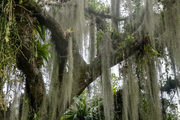 Long curtains of Spanish moss hanging from the spreading branches of a tree, with bromeliads and ferns clustered along the trunk.